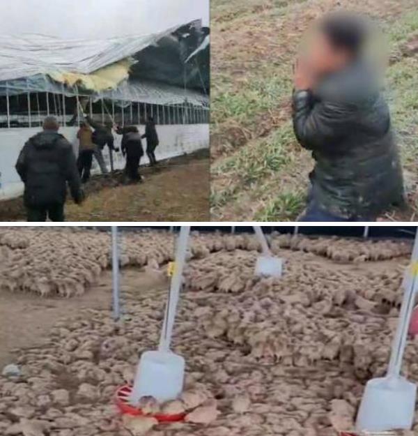 养鸡场采暖
